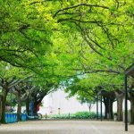 Medellín: ¿está subiendo la temperatura en la ciudad? ¡Plantemos más árboles!