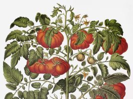 Ilustración botánica del tomate con sus hojas y frutos, representando su origen y evolución.