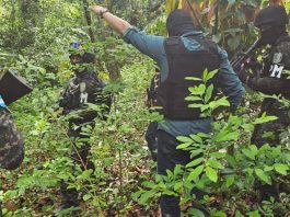 hojas-de-coca-honduras
