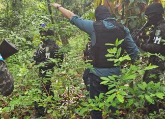 Honduras: la concentración del poder y la violencia de los criminales hojas-de-coca-honduras
